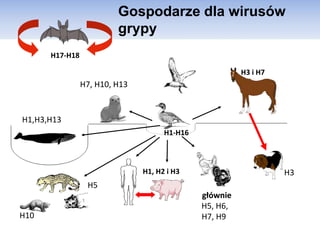 Gospodarze dla wirusów
grypy
H1-H16
H17-H18
H3 i H7
H1, H2 i H3
H1,H3,H13
H7, H10, H13
głównie
H5, H6,
H7, H9
H3
H5
H10
 