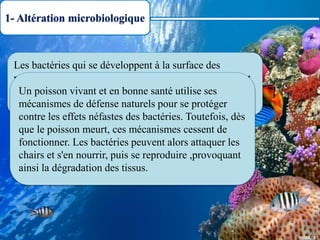 1- Altération microbiologique
Les bactéries qui se développent à la surface des
poissons (sur la peau et dans les branchies) se comptent
par millions. Elle sont également présentes dans leurs
intestins.
Un poisson vivant et en bonne santé utilise ses
mécanismes de défense naturels pour se protéger
contre les effets néfastes des bactéries. Toutefois, dès
que le poisson meurt, ces mécanismes cessent de
fonctionner. Les bactéries peuvent alors attaquer les
chairs et s'en nourrir, puis se reproduire ,provoquant
ainsi la dégradation des tissus.
 