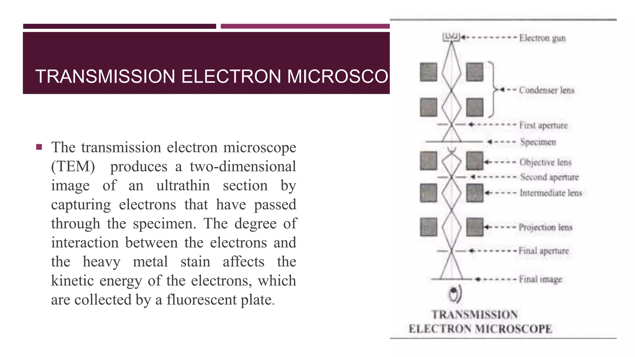 TRANSMISSION ELECTRON MICROSCOPE
 The transmission electron microscope
(TEM) produces a two-dimensional
image of an ultrathin section by
capturing electrons that have passed
through the specimen. The degree of
interaction between the electrons and
the heavy metal stain affects the
kinetic energy of the electrons, which
are collected by a fluorescent plate.
 