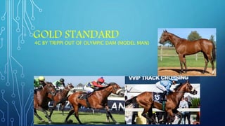GOLD STANDARD
4C BY TRIPPI OUT OF OLYMPIC DAM (MODEL MAN)
 