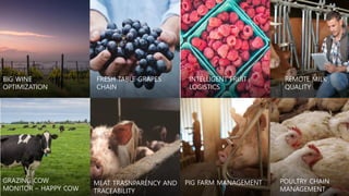 BIG WINE
OPTIMIZATION
FRESH TABLE GRAPES
CHAIN
INTELLIGENT FRUIT
LOGISTICS
GRAZING COW
MONITOR – HAPPY COW
REMOTE MILK
QUALITY
MEAT TRASNPARENCY AND
TRACEABILITY
PIG FARM MANAGEMENT POULTRY CHAIN
MANAGEMENT
 