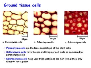 GS BIO 206. Plant Tissues and Organs.pdf