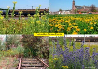 Slangenkruid, achter Hart van Brabantlaan bij Hazelaarstraat (foto: Henk Kuiper)




‘Natuurlijke’ Groene Ruimte




                                                                                     www.burolina.nl
 