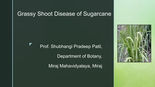 z
Prof. Shubhangi Pradeep Patil,
Department of Botany,
Miraj Mahavidyalaya, Miraj
Grassy Shoot Disease of Sugarcane
 