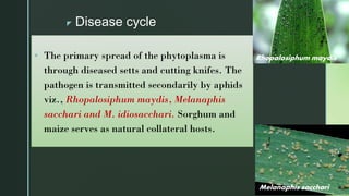 z Disease cycle
▪ The primary spread of the phytoplasma is
through diseased setts and cutting knifes. The
pathogen is transmitted secondarily by aphids
viz., Rhopalosiphum maydis, Melanaphis
sacchari and M. idiosacchari. Sorghum and
maize serves as natural collateral hosts.
Rhopalosiphum maydis
Melanaphis sacchari
 