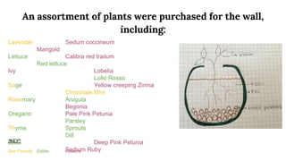 An assortment of plants were purchased for the wall,
including:
Lavender Sedum coccineum
Marigold
Lettuce Calibra red trailum
Red lettuce
Ivy Lobelia
Lollo Rosso
Sage Yellow creeping Zinnia
Chocolate Mint
Rosemary Arugula
Begonia
Oregano Pale Pink Petunia
Parsley
Thyme Sprouts
Dill
Basil Deep Pink Petunia
Sedium Ruby
*KEY*
Bee Friendly Edible Flowers
 
