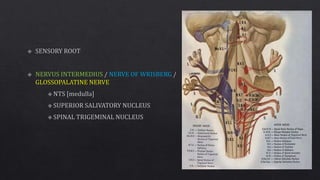 FACIAL NERVE ANATOMY WITH ANIMATION