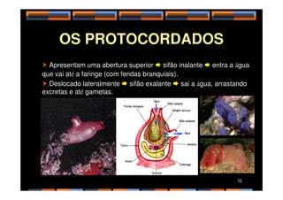 OS PROTOCORDADOS
 Apresentam uma abertura superior  sifão inalante  entra a água
que vai até a faringe (com fendas branquiais).
 Deslocado lateralmente  sifão exalante  sai a água, arrastando
excretas e até gametas.
10
 