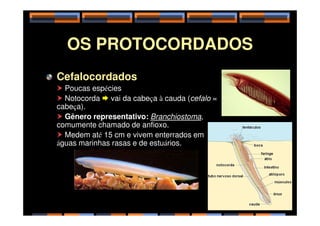 OS PROTOCORDADOS
Cefalocordados
 Poucas espécies
 Notocorda  vai da cabeça à cauda (cefalo =
cabeça).
 Gênero representativo: Branchiostoma,
 Gênero representativo: Branchiostoma,
comumente chamado de anfioxo.
 Medem até 15 cm e vivem enterrados em
águas marinhas rasas e de estuários.
11
 