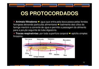 OS PROTOCORDADOS
 Animais filtradores  água que entra pela boca passa pelas fendas
faríngeas deixando partículas alimentares  batimento dos cílios da
faringe mantém a corrente de água e permite a passagem do alimento
para a porção seguinte do tubo digestório.
 Trocas respiratórias: por toda superfície corporal  epitélio simples
 Trocas respiratórias: por toda superfície corporal  epitélio simples
finíssimo.
12
 