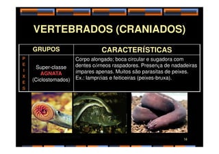 VERTEBRADOS (CRANIADOS)
GRUPOS CARACTERÍSTICAS
P
E
I
X
Super-classe
AGNATA
(Ciclostomados)
Corpo alongado; boca circular e sugadora com
dentes córneos raspadores. Presença de nadadeiras
ímpares apenas. Muitos são parasitas de peixes.
Ex.: lampréias e feiticeiras (peixes-bruxa).
X
E
S
(Ciclostomados) Ex.: lampréias e feiticeiras (peixes-bruxa).
Lampréia Feiticeira 14
 