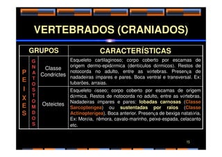 VERTEBRADOS (CRANIADOS)
GRUPOS CARACTERÍSTICAS
P
E
G
N
A
T
Classe
Condrictes
Esqueleto cartilaginoso; corpo coberto por escamas de
origem dermo-epidérmica (dentículos dérmicos). Restos de
notocorda no adulto, entre as vértebras. Presença de
nadadeiras ímpares e pares. Boca ventral e transversal. Ex:
E
I
X
E
S
T
O
S
T
O
M
D
O
S
nadadeiras ímpares e pares. Boca ventral e transversal. Ex:
tubarões, arraias.
Osteictes
Esqueleto ósseo; corpo coberto por escamas de origem
dérmica. Restos de notocorda no adulto, entre as vértebras.
Nadadeiras ímpares e pares: lobadas carnosas (Classe
Sarcopterígea) ou sustentadas por raios (Classe
Actinopterígea). Boca anterior. Presença de bexiga natatória.
Ex: Moréia, rêmora, cavalo-marinho, peixe-espada, celacanto
etc.
15
 