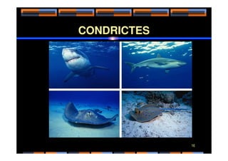 CONDRICTES
16
 