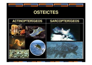 OSTEICTES
ACTINOPTERÍGEOS SARCOPTERÍGEOS
17
 