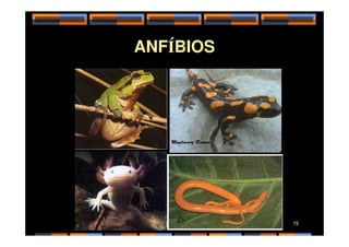 ANFÍBIOS
19
 