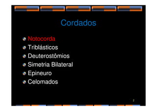 Cordados
Notocorda
Triblásticos
Deuterostômios
Deuterostômios
Simetria Bilateral
Epineuro
Celomados
2
 