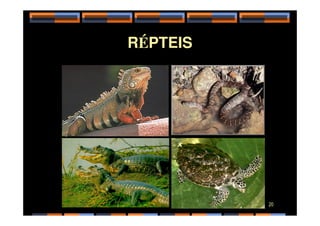 RÉPTEIS
20
 