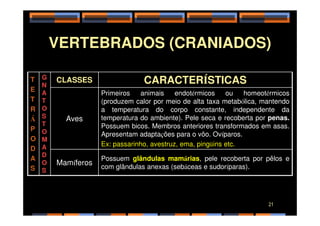 VERTEBRADOS (CRANIADOS)
T
E
T
R
G
N
A
T
O
S
CLASSES CARACTERÍSTICAS
Primeiros animais endotérmicos ou homeotérmicos
(produzem calor por meio de alta taxa metabólica, mantendo
a temperatura do corpo constante, independente da
R
Á
P
O
D
A
S
S
T
O
M
A
D
O
S
Aves
a temperatura do corpo constante, independente da
temperatura do ambiente). Pele seca e recoberta por penas.
Possuem bicos. Membros anteriores transformados em asas.
Apresentam adaptações para o vôo. Ovíparos.
Ex: passarinho, avestruz, ema, pingüins etc.
Mamíferos
Possuem glândulas mamárias, pele recoberta por pêlos e
com glândulas anexas (sebáceas e sudoríparas).
21
 