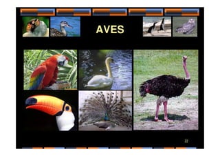 AVES
22
 