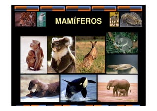 MAMÍFEROS
23
 