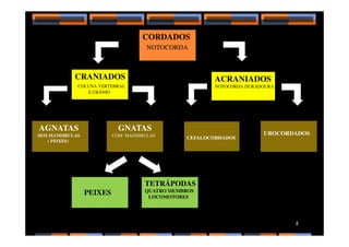 CORDADOS
NOTOCORDA
CRANIADOS
COLUNA VERTEBRAL
E CRÂNIO
AGNATAS
ACRANIADOS
NOTOCORDA DURADOURA
GNATAS
4
AGNATAS
SEM MANDIBULAS
( PEIXES)
UROCORDADOS
GNATAS
COM MANDIBULAS
PEIXES
TETRÁPODAS
QUATRO MEMBROS
LOCOMOTORES
 