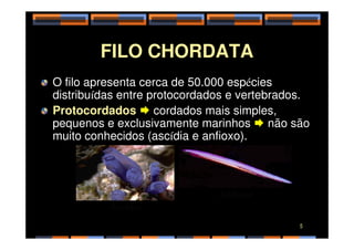 FILO CHORDATA
O filo apresenta cerca de 50.000 espécies
distribuídas entre protocordados e vertebrados.
Protocordados  cordados mais simples,
pequenos e exclusivamente marinhos  não são
pequenos e exclusivamente marinhos  não são
muito conhecidos (ascídia e anfioxo).
Ascídia
Anfioxo
5
 
