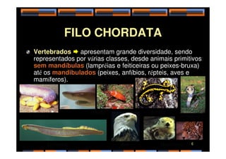 FILO CHORDATA
Vertebrados  apresentam grande diversidade, sendo
representados por várias classes, desde animais primitivos
sem mandíbulas (lampréias e feiticeiras ou peixes-bruxa)
até os mandibulados (peixes, anfíbios, répteis, aves e
mamíferos).
mamíferos).
Feiticeira
Lampréia
Peixes Anfíbio
Réptil
Ave Mamíferos 6
 