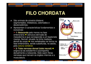 FILO CHORDATA
São animais de simetria bilateral,
segmentados, triblásticos, celomados e
deuterostômios.
Apresentam 3 características fundamentais e
exclusivas:
 1- Notocorda pelo menos na fase
 1- Notocorda pelo menos na fase
embrionária  estrutura derivada do
mesoderma e que corresponde a um bastonete
maciço, flexível, situado na linha mediana
dorsal do corpo  nos vertebrados se forma na
fase embrionária, sendo substituída, no adulto,
pela coluna vertebral.
 2- Tubo nervoso dorsal (tubo neural) 
origina-se da ectoderme e acompanha
dorsalmente a notocorda. Dele saem fibras
nervosas que inervam os órgãos internos e a
musculatura. 7
 