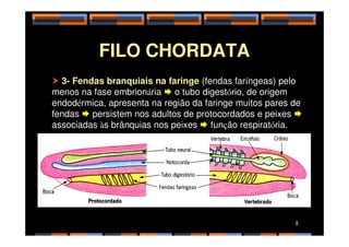 FILO CHORDATA
 3- Fendas branquiais na faringe (fendas faríngeas) pelo
menos na fase embrionária  o tubo digestório, de origem
endodérmica, apresenta na região da faringe muitos pares de
fendas  persistem nos adultos de protocordados e peixes 
associadas às brânquias nos peixes  função respiratória.
associadas às brânquias nos peixes  função respiratória.
8
 
