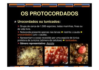 OS PROTOCORDADOS
Urocordados ou tunicados:
 Grupo de cerca de 1.500 espécies, todas marinhas, fixas ou
de vida livre.
 Notocorda presente apenas nas larvas  restrita à cauda 
urocordados (uro = cauda).
urocordados (uro = cauda).
 Apresentam o corpo revestido por uma espécie de túnica
protetora de tunicina (isômero da celulose)  tunicados.
 Gênero representativo: Ascidia
9
 