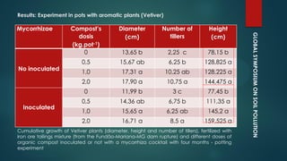 GLOBALSYMPOSIUMONSOILPOLLUTION
Mycorrhizae Compost’s
dosis
(kg.pot-1)
Diameter
(cm)
Number of
tillers
Height
(cm)
No inoculated
0 13,65 b 2,25 c 78,15 b
0,5 15,67 ab 6,25 b 128,825 a
1,0 17,31 a 10,25 ab 128,225 a
2,0 17,90 a 10,75 a 144,475 a
Inoculated
0 11,99 b 3 c 77,45 b
0,5 14,36 ab 6,75 b 111,35 a
1,0 15,65 a 6,25 ab 145,2 a
2,0 16,71 a 8,5 a 159,525 a
Results: Experiment in pots with aromatic plants (Vetiver)
Cumulative growth of Vetiver plants (diameter, height and number of tillers), fertilized with
iron ore tailings mixture (from the Fundão-Mariana-MG dam rupture) and different doses of
organic compost inoculated or not with a mycorrhiza cocktail with four months - potting
experiment
 