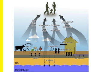 How do soil thresholds function in the policy on contaminated land in Flanders?