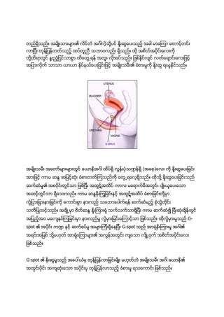 တည္ရွိသည္။ အမ်ိဳးသားမ်ား၏ လိင္တံ အဂၤါကဲ့သို႔ပင္ ႏႈိးဆြေပးသည့္ အခါ မာေၾကာ ေတာင့္တင္း
လာျပီး တုန္႔ျပန္တတ္သည့္ ထပ္တူညီ သဘာ၀လည္း ရွိသည္။ ထို အစိတ္အပိုင္းေလးကို
တို႔ထိရာတြင္ ႏူးညံ့ျငင္သာစြာ ထိေတြ႕ရန္ အထူး လိုအပ္သည္။ ျဖစ္နုိင္လ်င္ လက္ေခ်ာင္းေလးျဖင့္
အျပားလိုက္ သာသာ ယာယာ ႏုိပ္နယ္ေပးျခင္းျဖင့္ အမ်ိဳးသမီး၏ ခံစားမႈကို ႏႈိးဆြ ရယူႏုိင္သည္။




အမ်ိဳးသမီး အေတာ္မ်ားမ်ားတြင္ ေယာနိအဂၤါ ထိပ္ရွိ လြန္းပံုသ႑န္ရွိ (အေစ့)ေလး ကို ႏႈိးဆြေပးျခင္း
အားျဖင့္ ကာမ ဆႏၵ အျမင့္ဆံုး ခံစားတတ္ၾကသည္ကို ေတြ႕ရေလ့ရွိသည္။ ထိုသို႔ ႏႈိးဆြေပးျခင္းသည္
ဆက္ဆံမႈ၏ အစပိုင္းတြင္သာ ျဖစ္ျပီး အထြဋ္အထိပ္ ကာလ မေရာက္မီအတြင္း ပ်ဳိးယူေပးေသာ
အဆင့္တြင္သာ ရွိေသးသည္။ ကာမ ဆႏၵႏုိးၾကြျခင္းနွင့္ အထြဋ္အထိပ္ ခံစားျခင္းတုိ႔မွာ
ကြဲျပားျခားနားျခင္းကို ေကာင္းစြာ နားလည္ သေဘာေပါက္ရန္ ဆက္ဆံမည့္ စံုတြဲတုိင္း
သတိျပဳသင့္သည္။ အခ်ိဳ႕မွာ စိတ္ဆႏၵ ႏိႈးၾကားရံု သက္သက္သာရွိျပီး ကာမ ဆက္ဆံ၍ ျပီးဆံုးခ်ိန္တြင္
အျပည့္အ၀ မေက်နပ္ၾကျခင္းမွာ နားလည္မႈ လြဲမွားျခင္းေၾကာင့္သာ ျဖစ္သည္။ ထိုလြဲမွားမႈသည္ G-
spot ၏ အပုိင္း က႑ နွင့္ ဆက္စပ္မႈ အမ်ားၾကီးရွိေနျပီး G-spot သည္ အာရံုနိုးၾကားမႈ အဂၤါ၏
အရင္းအျမစ္ သို႔မဟုတ္ အာရံုေၾကာမ်ား၏ အလြန္အတြင္း က်ေသာ လ်ိဳ႕၀ွက္ အစိတ္အပိုင္းေလး
ျဖစ္သည္။


G-spot ၏ ႏိုးဆြမႈသည္ အေပၚယံမွ တုန္႔ျပန္လာျခင္းမ်ိဳး မဟုတ္ဘဲ အမ်ိဳးသမီး အဂၤါ ေယာနိ၏
အတြင္းပိုင္း အက်ဆံုးေသာ အပိုင္းမွ တုန္႔ျပန္လာသည့္ ခံစားမႈ ရသေကာင္း ျဖစ္သည္။
 