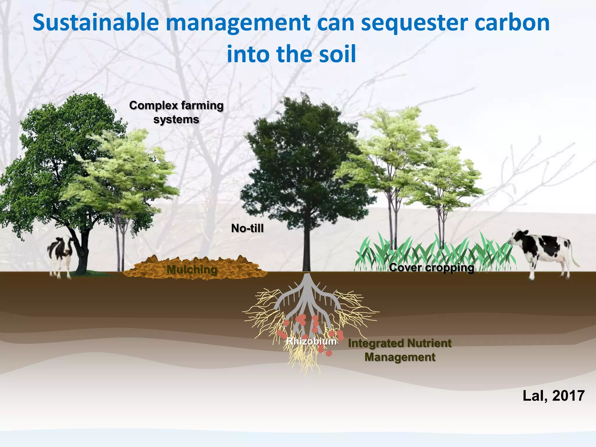 Mulching Cover cropping
Integrated Nutrient
Management
Rhizobium
Complex farming
systems
No-till
Sustainable management can sequester carbon
into the soil
Lal, 2017
 