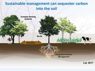 Mulching Cover cropping
Integrated Nutrient
Management
Rhizobium
Complex farming
systems
No-till
Sustainable management can sequester carbon
into the soil
Lal, 2017
 