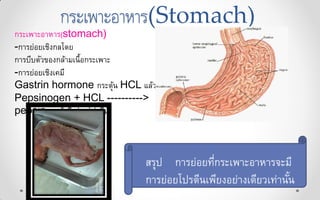 กระเพาะอาหาร(Stomach)
กระเพาะอาหาร(stomach)
-การย่อยเชิงกลโดย
การบีบตัวของกล้ามเนื้อกระเพาะ
-การย่อยเชิงเคมี
Gastrin hormone กระตุ้น HCL แล้ว..
Pepsinogen + HCL ---------->
pepsin แล้วถึงย่อยโปรตีน
สรุป การย่อยที่กระเพาะอาหารจะมี
การย่อยโปรตีนเพียงอย่างเดียวเท่านั้น
 