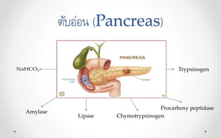 ตับอ่อน (Pancreas)
Amylase
Lipase Chymotrypsinogen
Trypsinogen
Procarboxy peptidase
 
