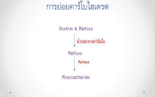 การย่อยคาร์โบไฮเดรต
 