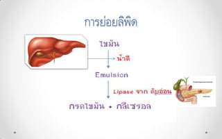 การย่อยลิพิด
 