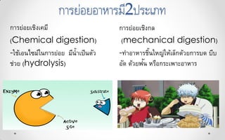 การย่อยอาหารมี2ประเภท
การย่อยเชิงกล
(mechanical digestion)
-ทาอาหารชิ้นใหญ่ให้เล็กด้วยการบด บีบ
อัด ด้วยฟัน หรือกระเพาะอาหาร
การย่อยเชิงเคมี
(Chemical digestion)
-ใช้เอนไซม์ในการย่อย มีน้าเป็นตัว
ช่วย (hydrolysis)
 