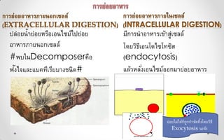 มีการนาอาหารเข้าสู่เซลล์
โดยวิธีเอนโดไซโทซิส
(endocytosis)
แล้วหลั่งเอนไซม์ออกมาย่อยอาหาร
ภายในเซลล์
ปล่อยน้าย่อยหรือเอนไซม์ไปย่อย
อาหารภายนอกเซลล์
#พบในDecomposerคือ
ฟังไจและแบคทีเรียบางชนิด#
ย่อยไม่ได้ก็ถูกกาจัดทิ้งโดยวิธี
Exocytosis นะจ้ะ
 