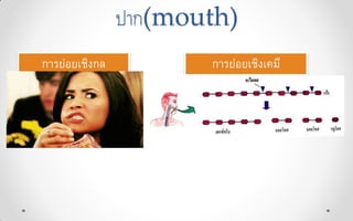 ปาก(mouth)
การย่อยเชิงกล การย่อยเชิงเคมี
 