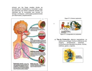 primero por las fosas nasales donde se
acondiciona en temperatura y humedad. Luego
las partículas que tienen suficiente tamaño son
retenidas por la mucosidad que recubre la
laringe y la tráquea, y eliminadas posteriormente
por estornudos y expectoración.

                                                                            Figura Nº 4. Sistema respiratorio.
                                                    4


                                                        5




                                                                    Figura Nº 13. Respiradores no autónomos.



                                                            a) Tipo de Protección: algunos respiradores no
                                                                  autónomos protegen contra la deficiencia de
                                                                  oxígeno,     temperaturas    extremas,
                                                                  concentraciones elevadas de polvos, humos,
                                                                  neblinas, gases y vapores.
 