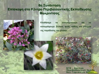 6ε ΢πλάληεζε
Δπίζθεςε ζηo Κέληξν Πεξηβαιινληηθήο Δθπαίδεπζεο
                  Μαθξηλίηζαο

                  Κιεζήθακε    λα    αλαγλσξίζνπκε    θαη   λα
                  θαηαγξάςνπκε βφηαλα, θπηά, θαζψο θαη ζηνηρεία
                  ηεο παξάδνζεο ηνπ ρσξηνχ,
 