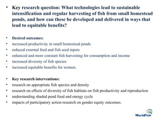 • Key research question: What technologies lead to sustainable
intensification and regular harvesting of fish from small homestead
ponds, and how can these be developed and delivered in ways that
lead to equitable benefits?
• Desired outcomes:
• increased productivity in small homestead ponds
• reduced external feed and fish seed inputs
• enhanced and more constant fish harvesting for consumption and income
• increased diversity of fish species
• increased equitable benefits for women.
• Key research interventions:
• research on appropriate fish species and density
• research on effects of diversity of fish habitats on fish productivity and reproduction
• understanding shaded pond food and energy cycle
• impacts of participatory action research on gender equity outcomes.
 