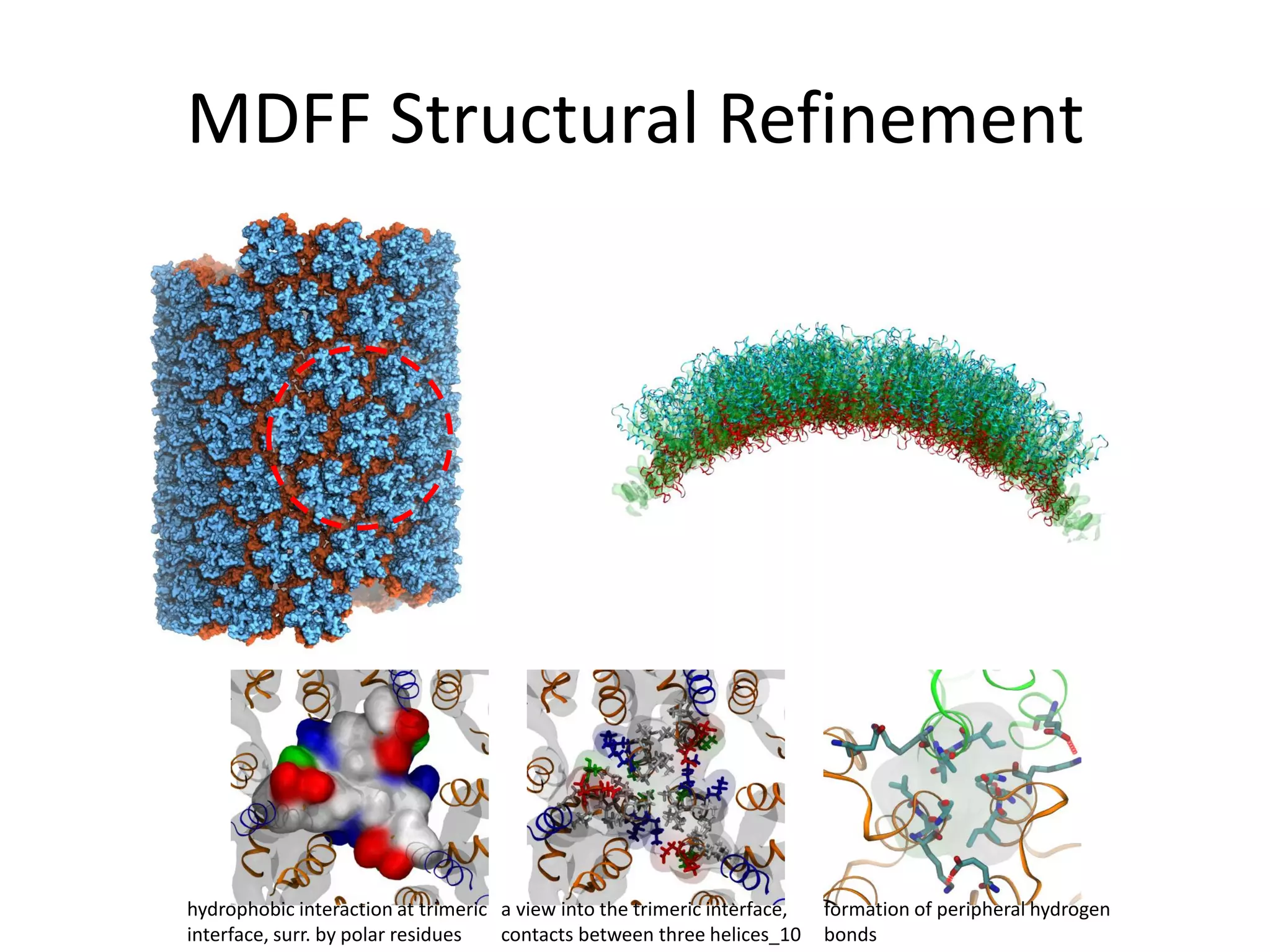 MDFF Structural Refinement

hydrophobic interaction at trimeric a view into the trimeric interface,
interface, surr. by polar residues
contacts between three helices_10

formation of peripheral hydrogen
bonds

 