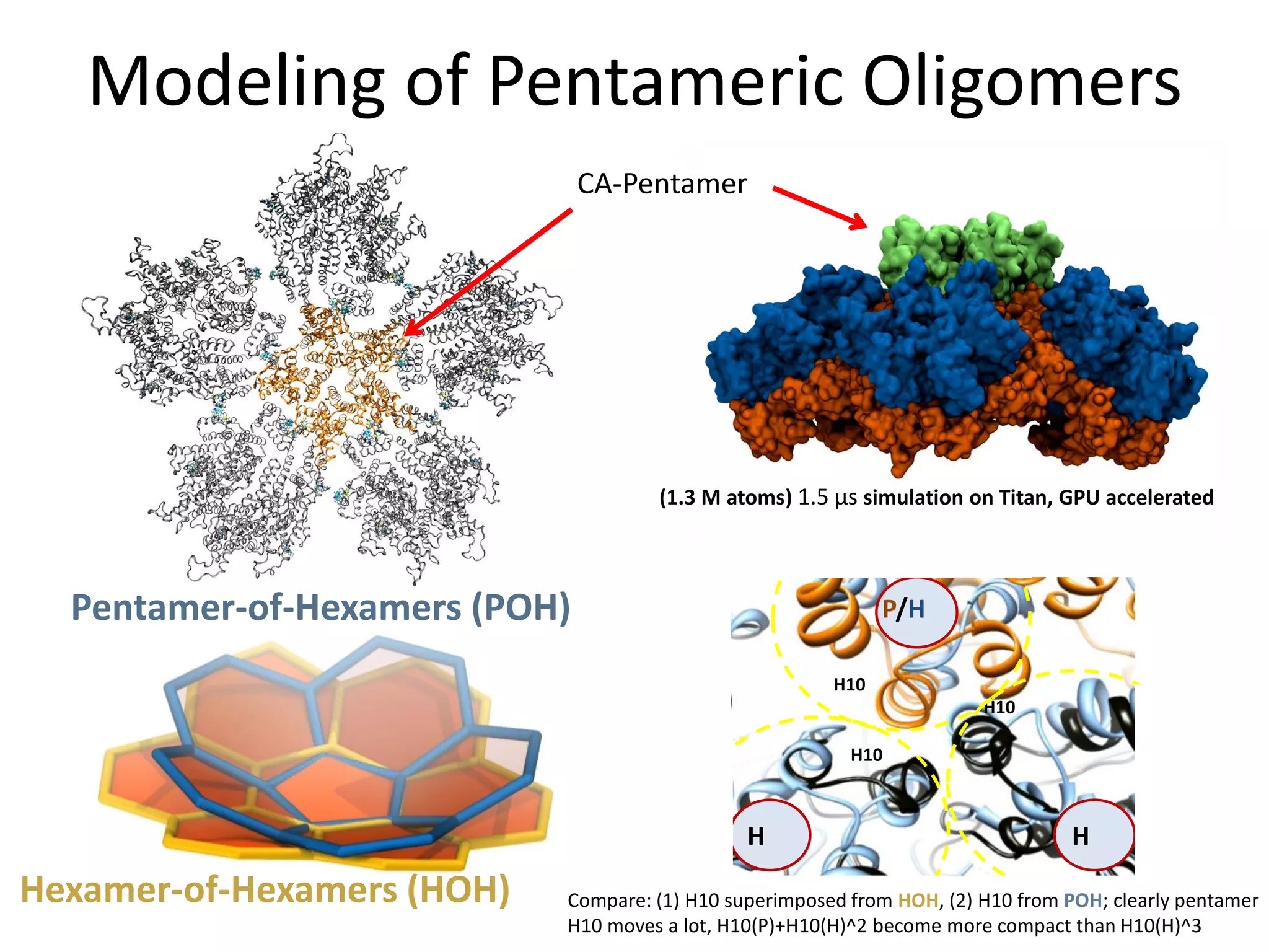 Modeling of Pentameric Oligomers
CA-Pentamer

(1.3 M atoms) 1.5 µs simulation on Titan, GPU accelerated

Pentamer-of-Hexamers (POH)

P/H
H10
H10
H10

H

Hexamer-of-Hexamers (HOH)

H

Compare: (1) H10 superimposed from HOH, (2) H10 from POH; clearly pentamer
H10 moves a lot, H10(P)+H10(H)^2 become more compact than H10(H)^3

 