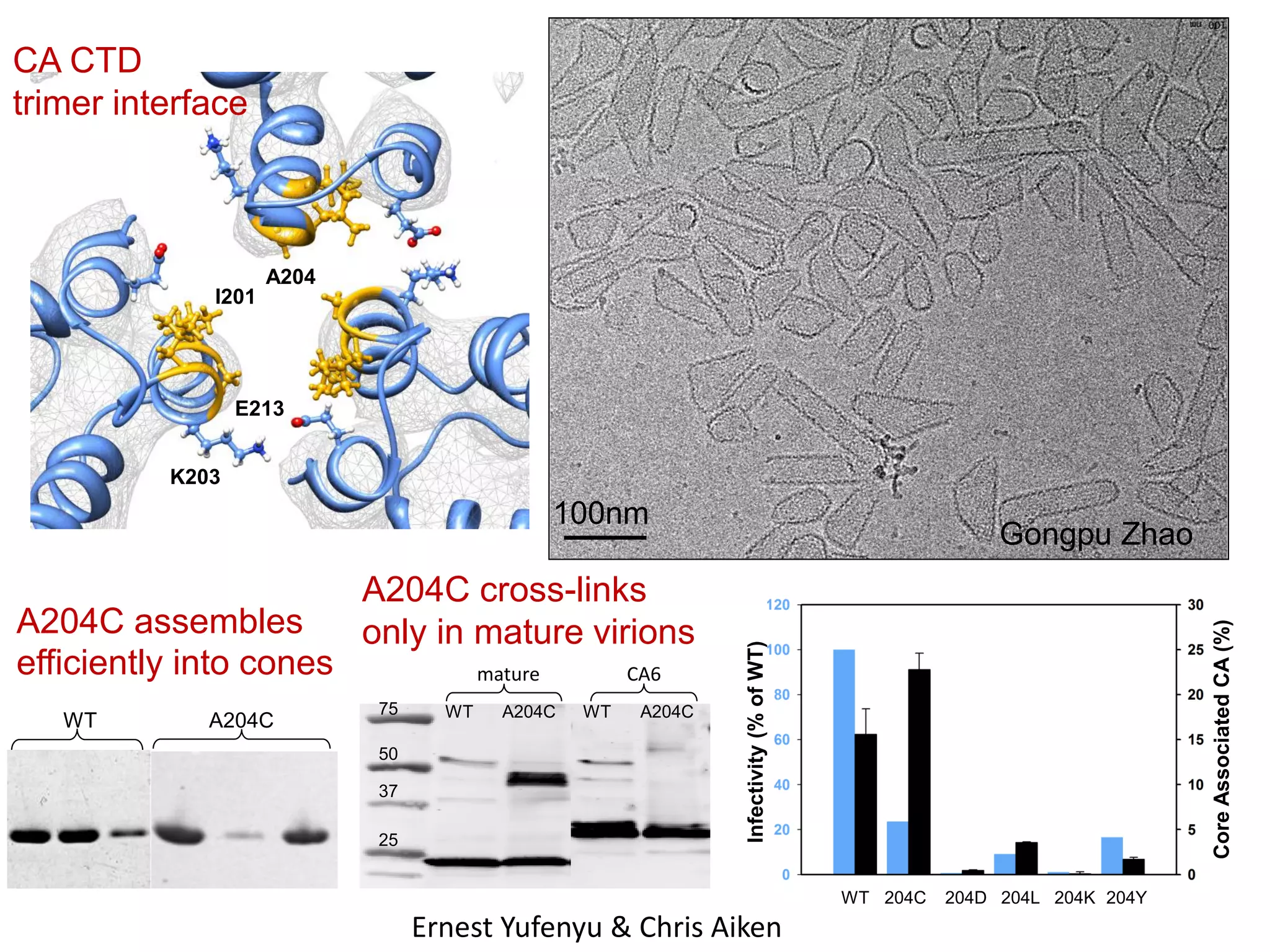 CA CTD
trimer interface

A204
I201

E213
K203

100nm

A204C

75
50
37
25

WT

A204C

CA6
WT

A204C

Core Associated CA (%)

WT

mature

Infectivity (% of WT)

A204C assembles
efficiently into cones

A204C cross-links
only in mature virions

Gongpu Zhao

WT 204C

Ernest Yufenyu & Chris Aiken

204D 204L 204K 204Y

 