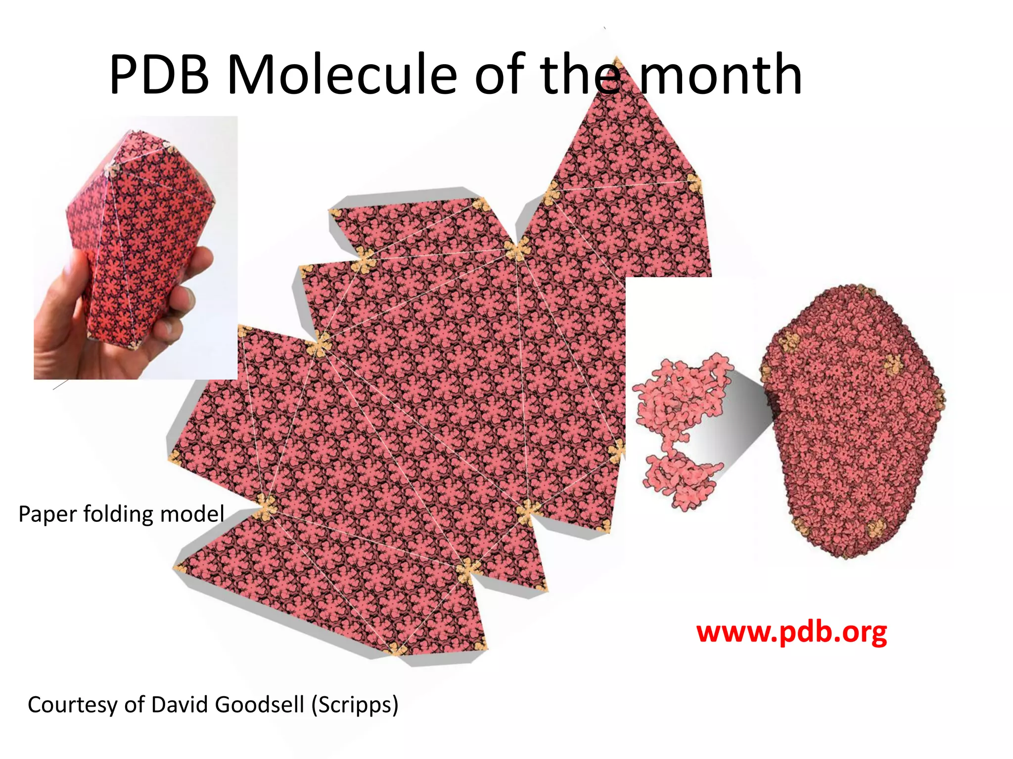 PDB Molecule of the month

Paper folding model

www.pdb.org
Courtesy of David Goodsell (Scripps)

 
