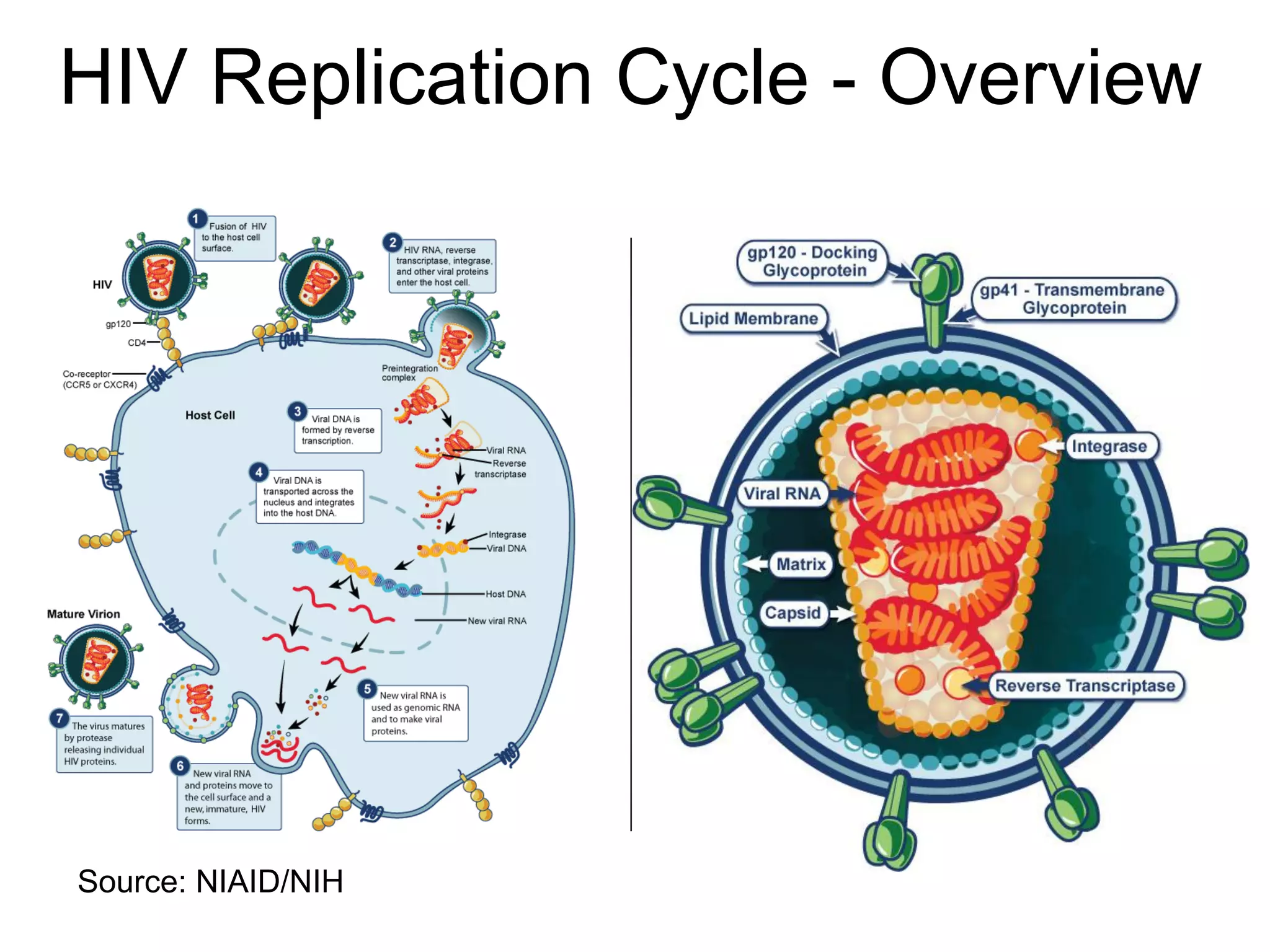 HIV Replication Cycle - Overview

Source: NIAID/NIH

 